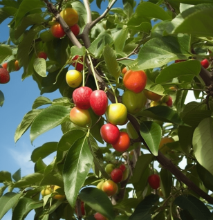 Cornus mas – Superfruit in Interstellar Blends, promoting kidney and liver health.