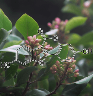Coumestrol – Estrogen-mimicking compound in Interstellar Blends, supporting hormonal balance and antioxidant defense.
