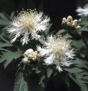 Crataegus Tanacetifolia Leaf - Interstellar Blends