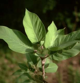 Croton Macrostachyus - Interstellar Blends