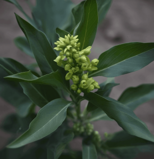 Croton Sparciflorus - Interstellar Blends