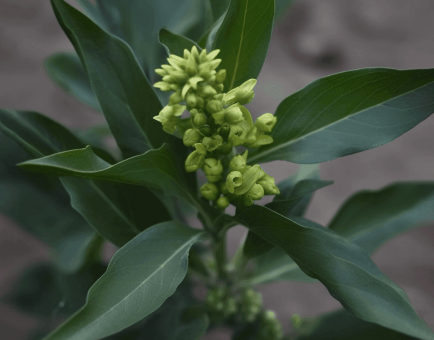 Croton Sparciflorus - Interstellar Blends