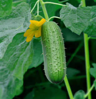 Cucumis sativus - Interstellar Blends