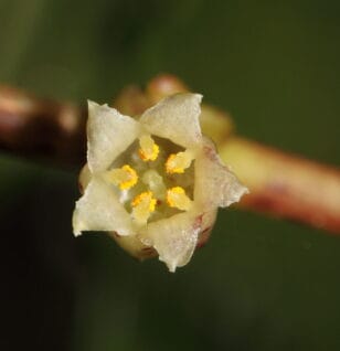 Cuscuta Reflexa - Interstellar Blends