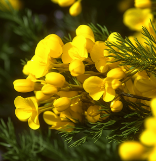 Cyclopia genistoides - Interstellar Blends