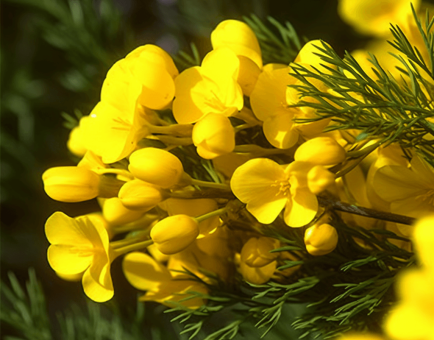 Cyclopia genistoides - Interstellar Blends