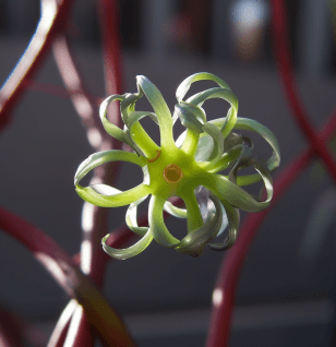 Cynanchum marnierianum - Interstellar Blends