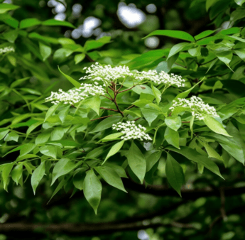 Dalbergia odorifera – A bright shot of Dalbergia odorifera, a medicinal tree in Interstellar Blends for circulatory support.