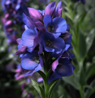 Delphinium Brunonianum - Interstellar Blends