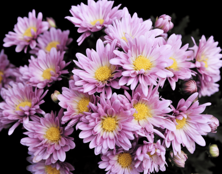 Dendranthema morifolium (Chrysanthemum Flower) – Traditional herbal flower in Interstellar Blends, supporting eye health, relaxation, and antioxidant protection.