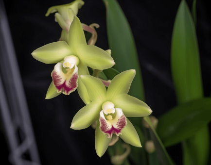 Dendrobium Officinale Orchid - Interstellar Blends