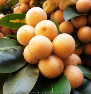 Dimocarpus longan Lour extract - Interstellar Blends