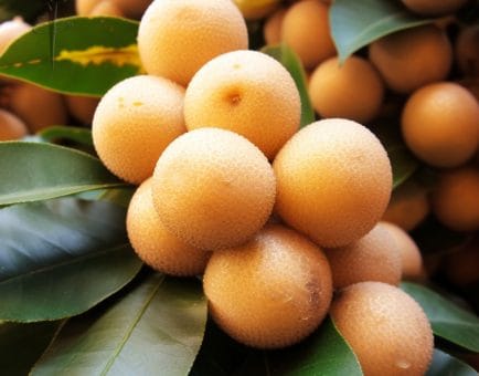 Dimocarpus longan Lour extract - Interstellar Blends