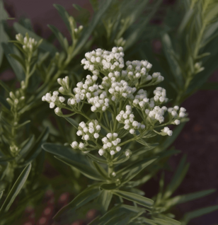 Echinophora Cinerea - Interstellar Blends