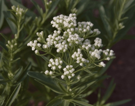 Echinophora Cinerea - Interstellar Blends