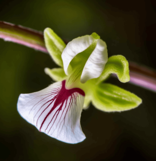 Elettaria cardamomum – A close-up of Elettaria cardamomum (Cardamom), a fragrant spice in Interstellar Blends for digestion and antioxidant properties.