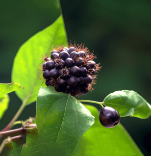 Eleutherococcus senticosus – A vivid image of Eleutherococcus senticosus (Siberian ginseng), an adaptogen in Interstellar Blends for energy and resilience.