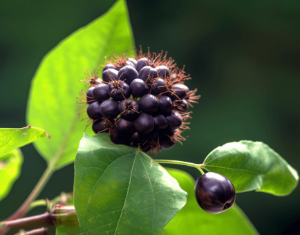Eleutherococcus senticosus – A vivid image of Eleutherococcus senticosus (Siberian ginseng), an adaptogen in Interstellar Blends for energy and resilience.
