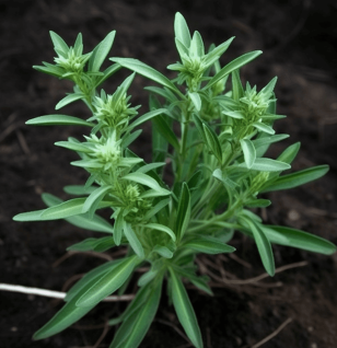 Enicostemma Littorale Blume - Interstellar Blends