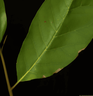 Eribroma Oblongum - Interstellar Blends