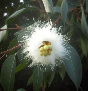 Eucalyptus Globulus - Interstellar Blends