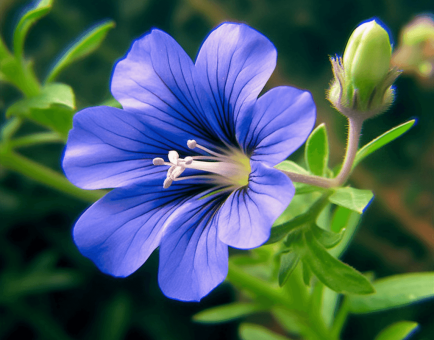 Evolvulus alsinoides – Brain-boosting ingredient in Interstellar Blends, improving memory, cognitive clarity, and reducing stress.