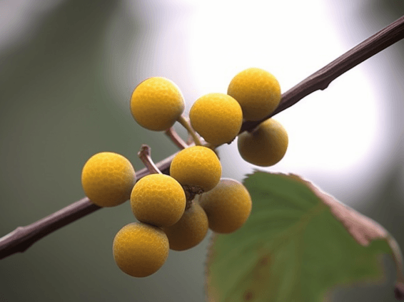 Ficus palmata – A bright capture of Ficus palmata, a plant in Interstellar Blends for anti-inflammatory and wound-healing properties.