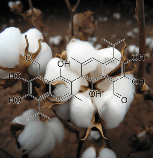 GOSSYPOL - Interstellar Blends