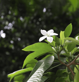 Gardenia gummifera resin and fruit illustration, a traditional Ayurvedic ingredient featured in Interstellar Blends' herbal formulas, known for its anti-inflammatory, detoxifying, and wound-healing properties