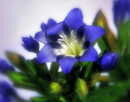 Gentiana scabra - Interstellar Blends