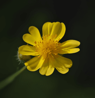 Geum japonicum – A striking shot of Geum japonicum, a medicinal herb in Interstellar Blends for anti-inflammatory and liver-supporting benefits.