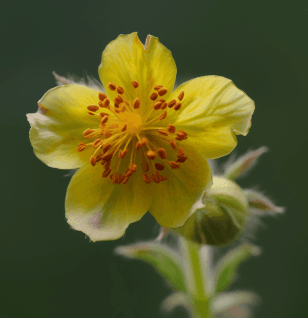 Geum urbanum - Interstellar Blends