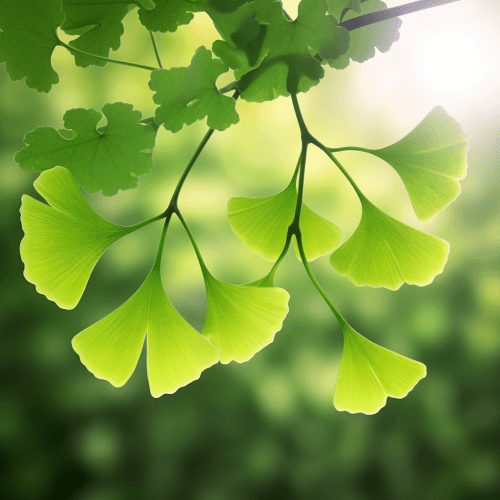 Ginkgo biloba – A bright depiction of Ginkgo biloba leaves, included in Interstellar Blends for cognitive enhancement and circulation.