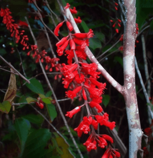 Globimetula cupulata – A high-resolution capture of Globimetula cupulata, a plant in Interstellar Blends known for its adaptogenic effects.