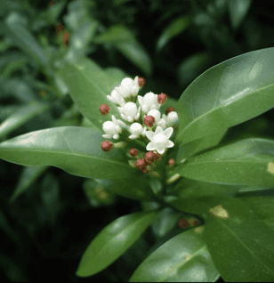 Glycosmis Pentaphylla Leaves - Interstellar Blends