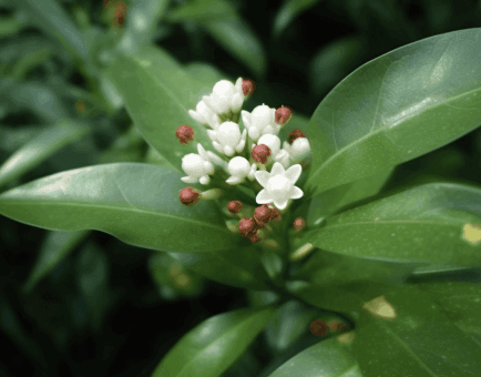 Glycosmis Pentaphylla Leaves - Interstellar Blends
