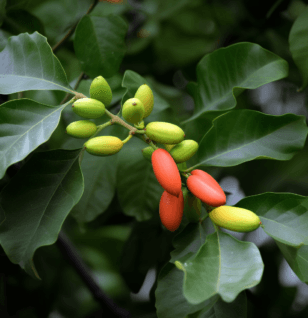 Gnetum gnemon - Interstellar Blends