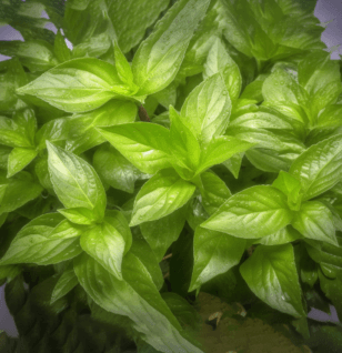 Gynura procumbens – A close-up of Gynura procumbens (Longevity Spinach), a powerful antioxidant-rich herb in Interstellar Blends for blood sugar regulation and cardiovascular health.