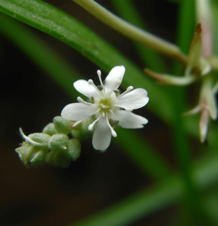 Hedyotis diffusa – A high-quality capture of Hedyotis diffusa, a traditional Chinese herb in Interstellar Blends for cellular protection.