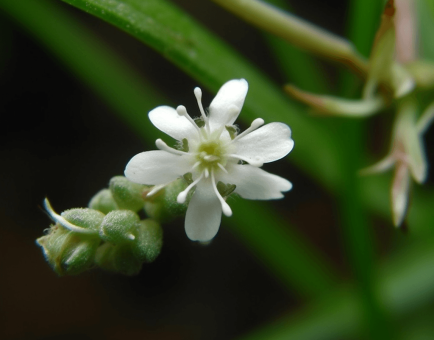 Hedyotis diffusa – A high-quality capture of Hedyotis diffusa, a traditional Chinese herb in Interstellar Blends for cellular protection.