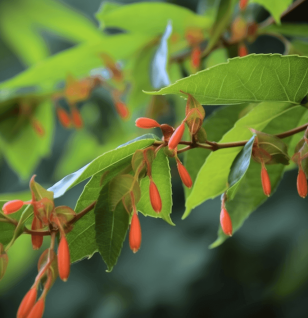 Helicteres Isora - Interstellar Blends