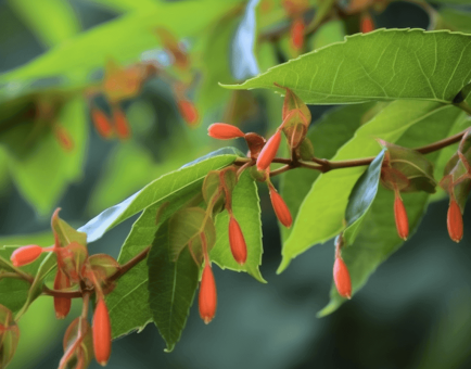 Helicteres Isora - Interstellar Blends