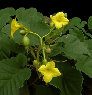 Herpetospermum caudigerum - Interstellar Blends