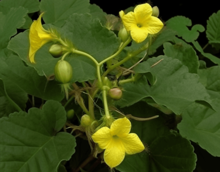 Herpetospermum caudigerum - Interstellar Blends