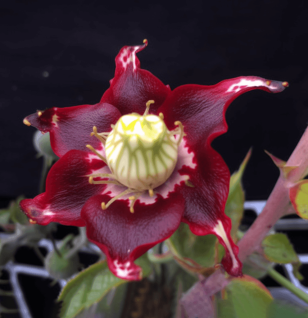 Hibiscus sabdariffa – A striking shot of Hibiscus flowers, included in Interstellar Blends for heart health and antioxidant properties.