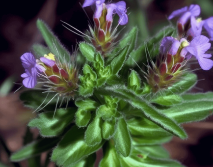 Hygrophila Auriculata - Interstellar Blends