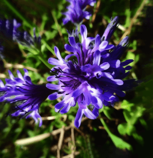 Hyptis fruticosa – A detailed image of Hyptis fruticosa, a plant in Interstellar Blends known for its antimicrobial and digestive properties.