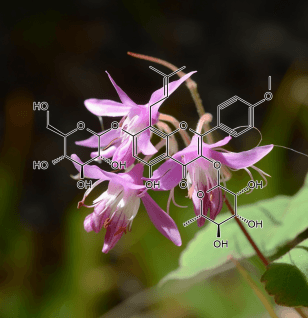 Icariin – A vibrant image of Icariin, an active compound in Interstellar Blends derived from Epimedium for vitality and circulation.