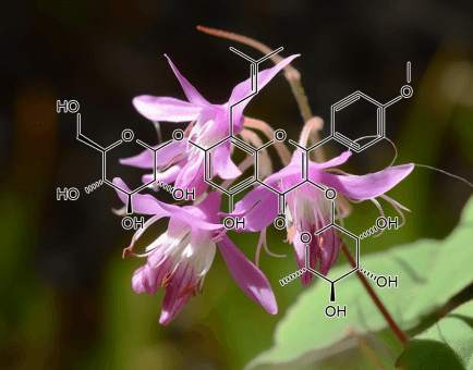 Icariin – A vibrant image of Icariin, an active compound in Interstellar Blends derived from Epimedium for vitality and circulation.