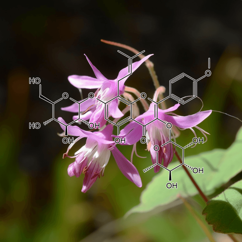 Icariin – A vibrant image of Icariin, an active compound in Interstellar Blends derived from Epimedium for vitality and circulation.